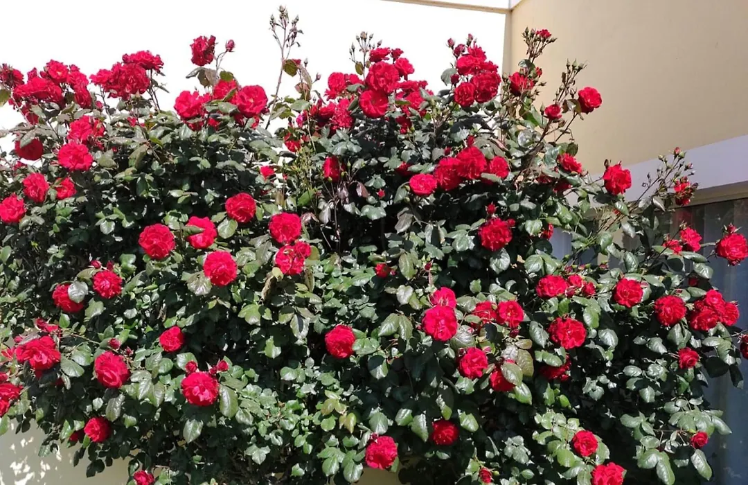 Mil Rosas-1