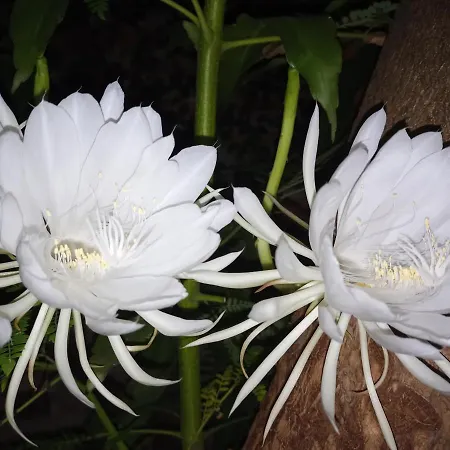 Jardin Secreto-2