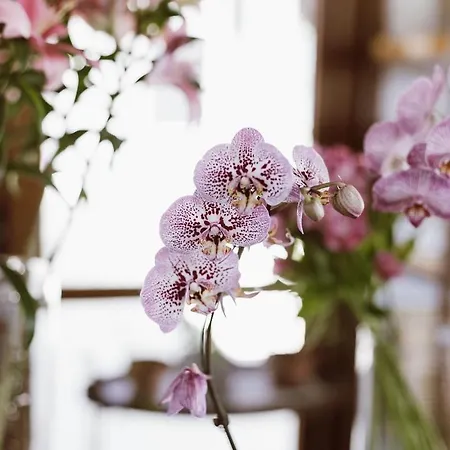 Casa Flora-2