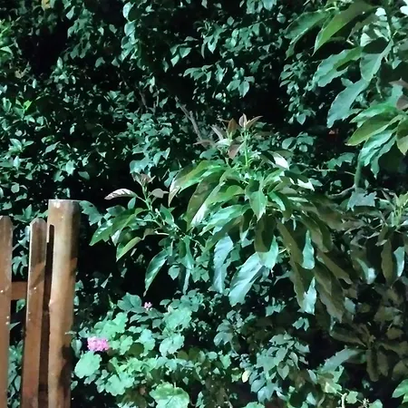 La casa del arbol cabaña de troncos-2