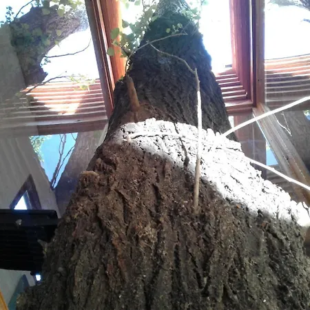 La Casa Del Arbol Con Pileta Privada-2