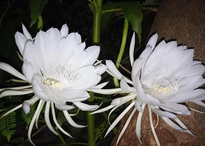 Jardin Secreto