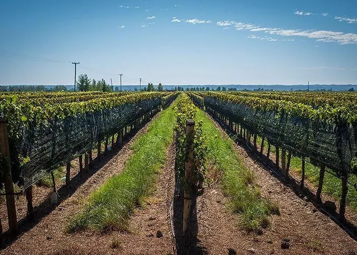 Cabañas Entre Hileras Lujan de Cuyo, Argentina