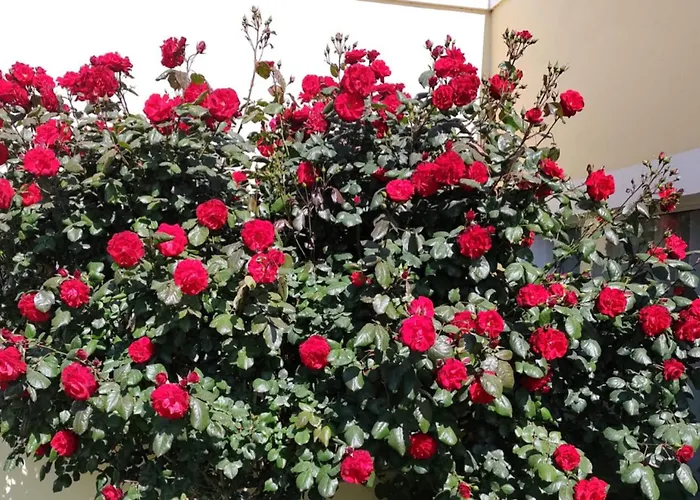Mil Rosas