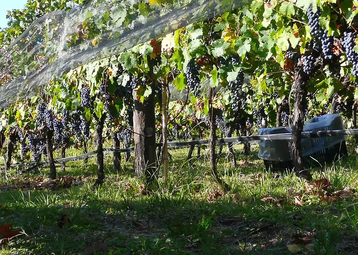 LAS JARILLAS Hostería&Bodega